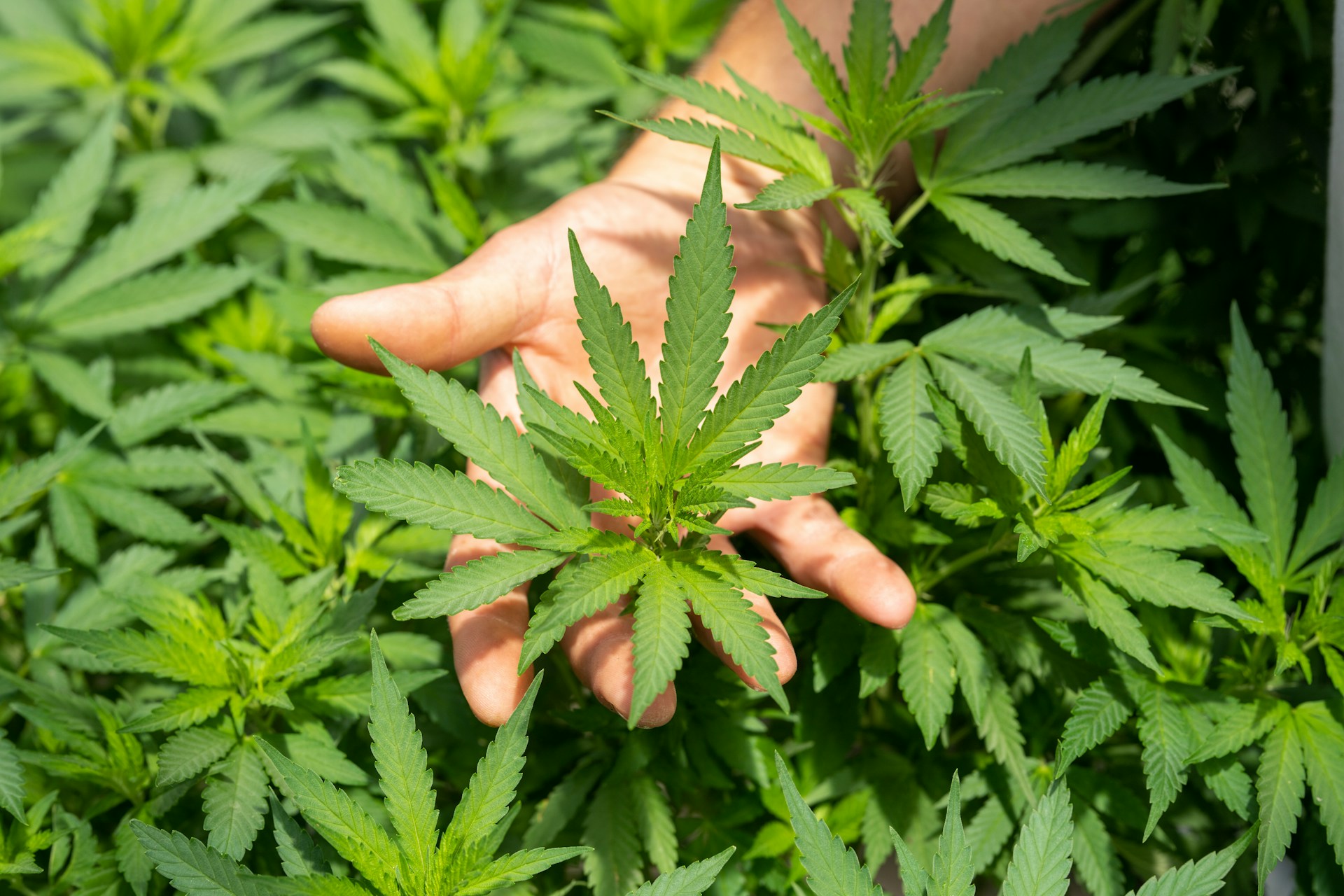 Huile-CBD-cannabis-Paris